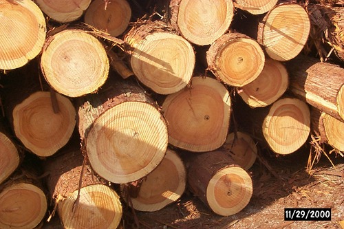 緑のオーナー提訴へ その2