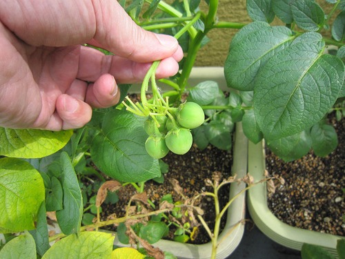 これからの住宅政策(3) その1