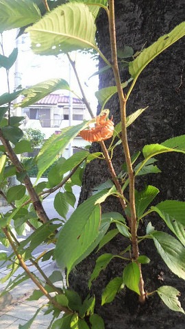 断熱材の沈下具合を見ました その１