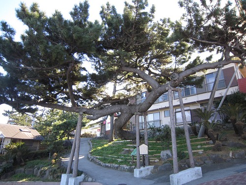 生?造の日本酒 その１