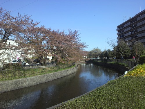 ピンクのじゅうたん その1