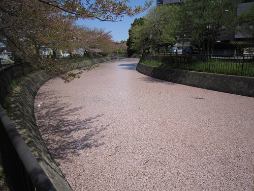 ピンクのじゅうたん その2