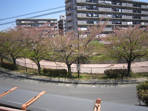 ピンクのじゅうたん その3