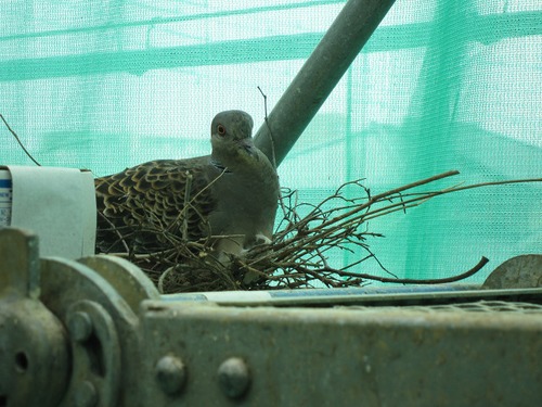 Ｓ邸構造見学会    その５