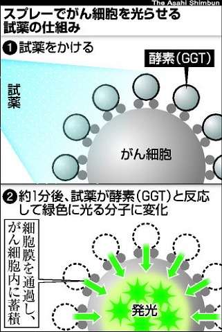 がん細胞光る試薬開発 その2