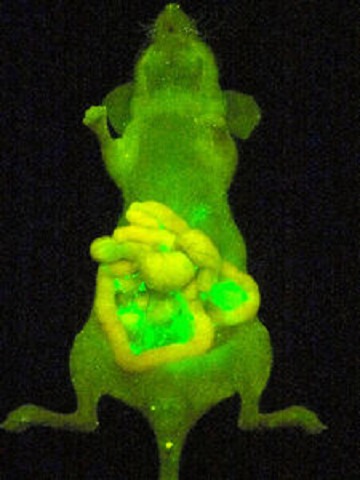 がん細胞光る試薬開発 その1
