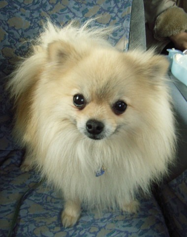 ペット感染症  その１