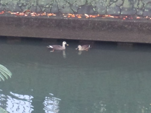 木質が原油になる夢の技術が実現?(1) その1