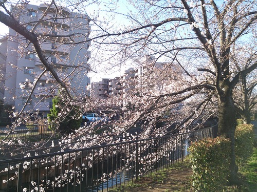 春だ!花見だ! その2