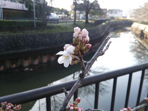 春だ!花見だ! その1