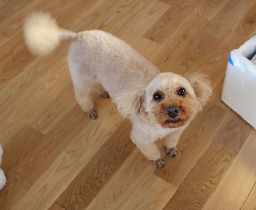 さいたま市T邸完成写真 その7