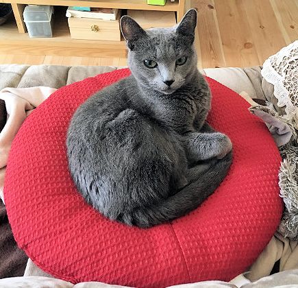 I様の愛猫「ウミ」ちゃん