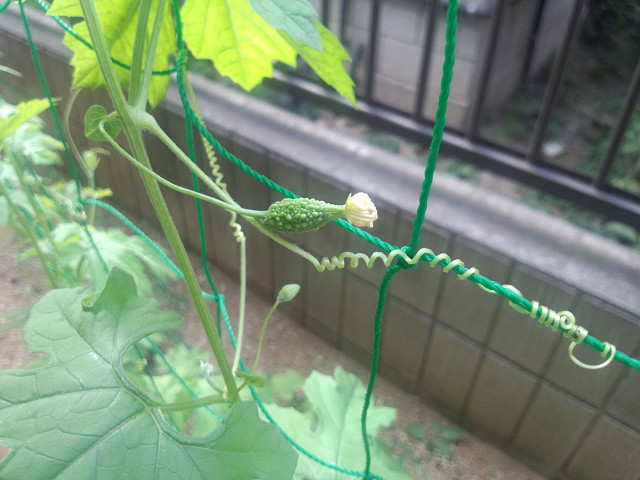 無添加住宅モデル その1