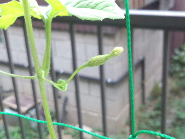 無添加住宅工事講習(1) その1